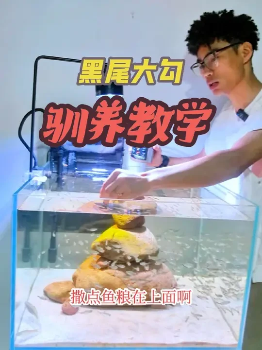 给大家分享一期自己养黑尾大勾的小经验#养鱼日记 #黑尾大勾训练 #每日分享 #热带鱼 #水族