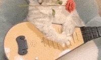 猫咪主食罐头哪个品牌好吃希喂、帕特、地狱厨房猫罐头权威测评
 