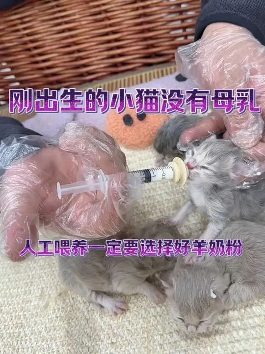 #宠物羊奶粉 #猫咪羊奶粉 #幼猫羊奶粉 #猫咪羊奶粉推荐 #幼猫专用羊奶粉