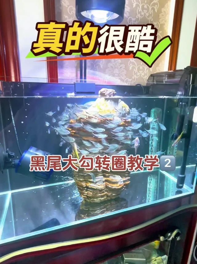🌊黑尾大钩群游转圈的技巧方法。其实不用先问鱼缸可以养多少条黑尾大钩，应该先了解100条黑尾大钩每天一喂的情况下，产多少粪，再推算出想养的条数，大概每天产的粪量能接受，再看过滤能不能承受。

🤷‍♀️例