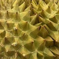 149元网购5斤金枕榴莲开箱，这次真的没踩雷