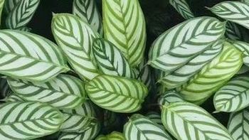 来聊聊几款观叶“芋”，身为植物杀手能不能把它们养活？