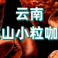 云南小粒咖啡：国产精品的崛起