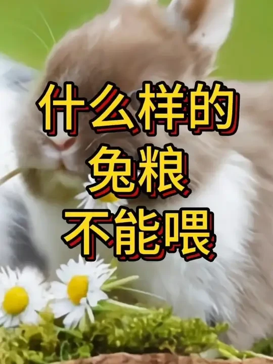 什么样的兔粮不能喂？ #宠物兔粮推荐