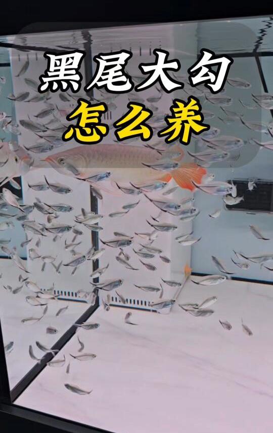 黑尾大勾怎么养