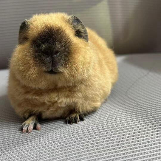 🌟荷兰猪喂食全知道：打造健康快乐的小宝贝