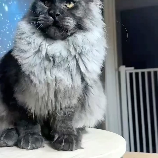 猫咪骨折怎么处理？