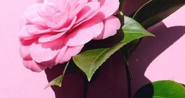 Sansha三沙拉丁舞鞋女款解析：低跟设计助力国标舞者提升表现