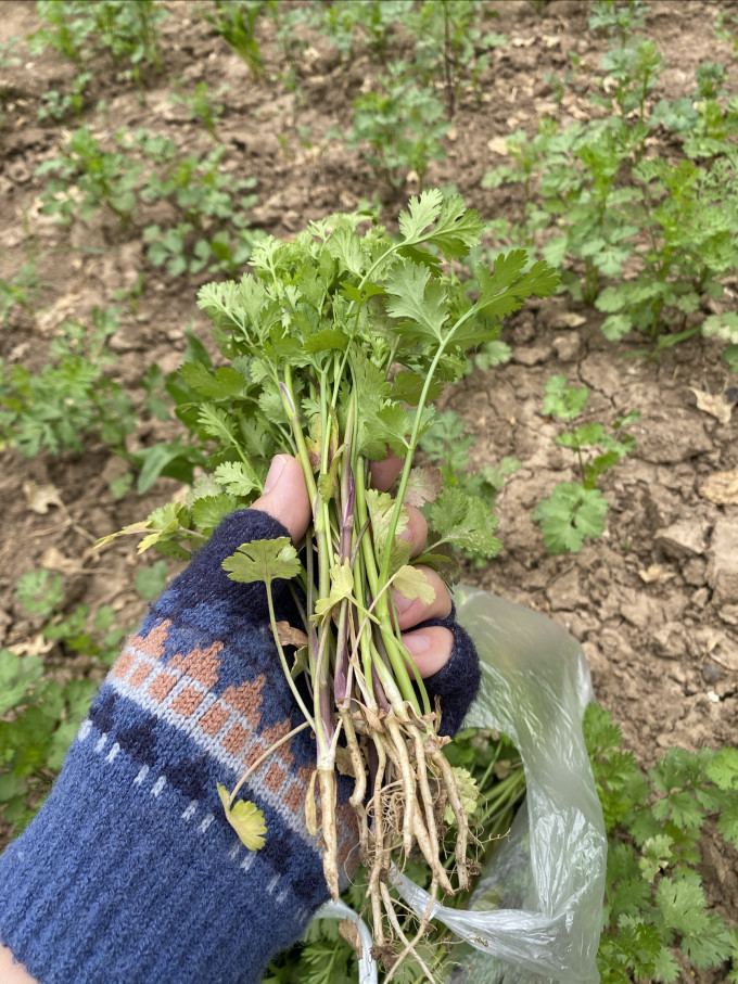 寿禾鲜花速递