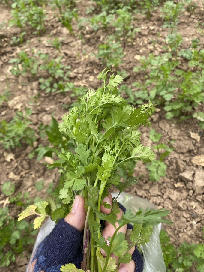 寿禾鲜花速递