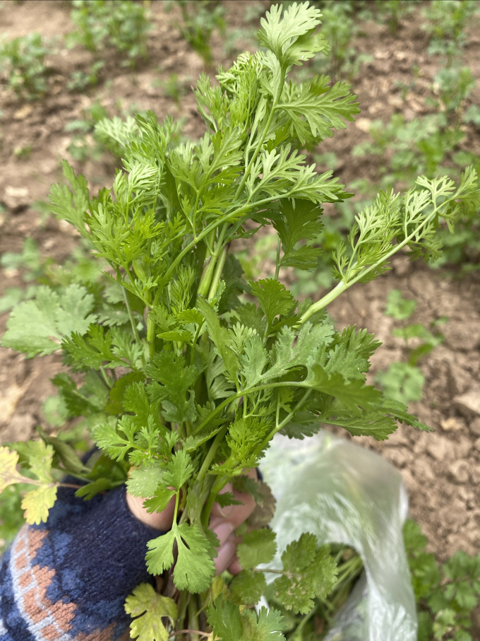 寿禾鲜花速递
