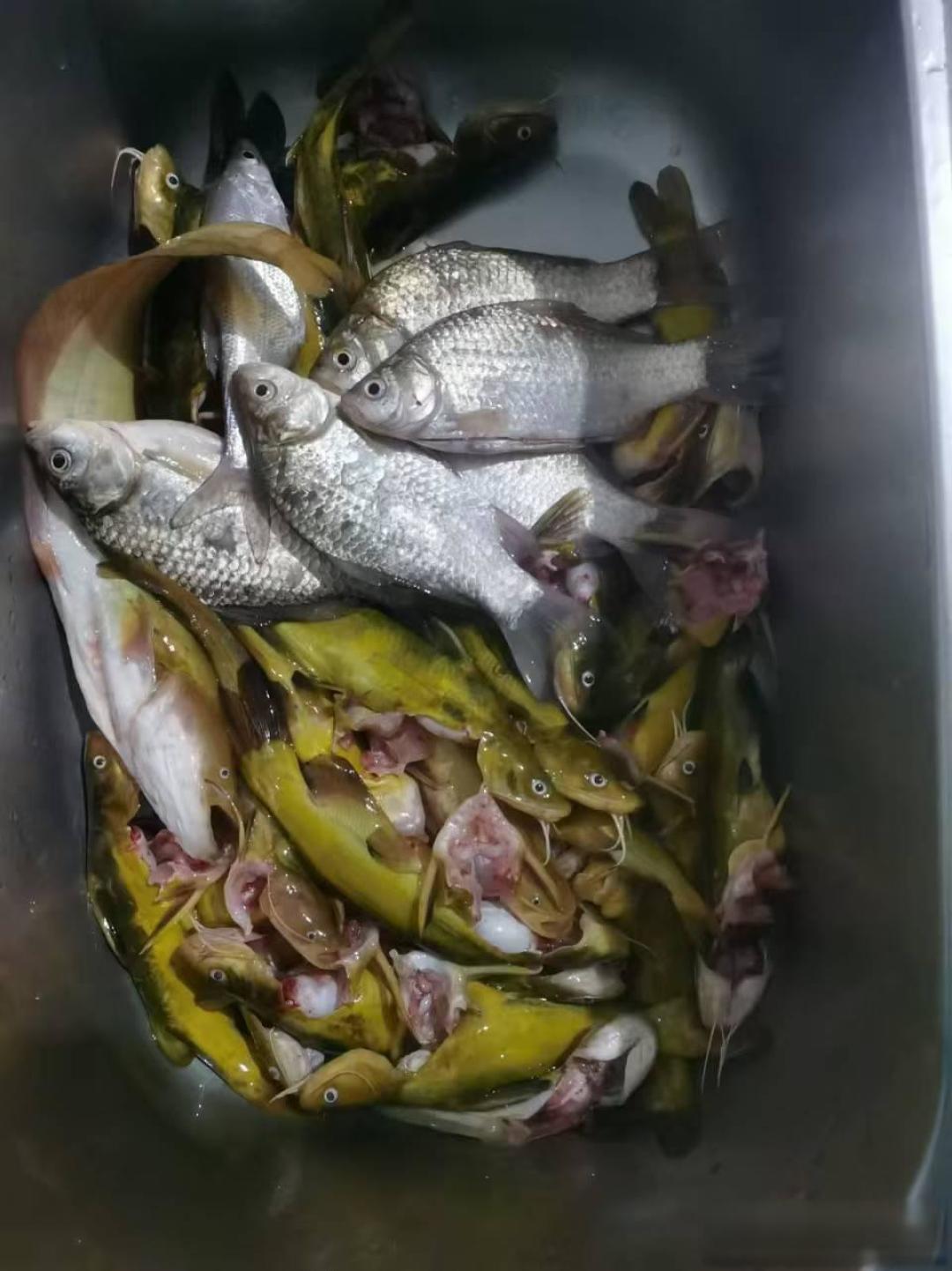钓箱稳坐黑坑,钓椅征服野滩!老手教你按场景选装备不踩雷