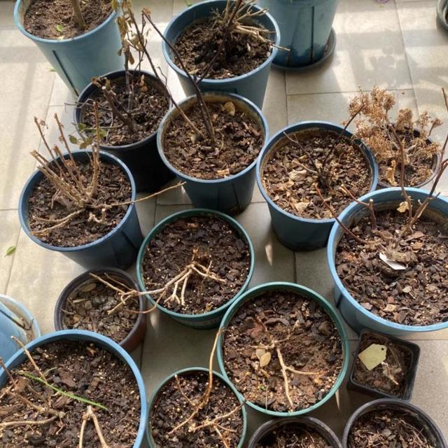 养花10年，我总结了10种“薄命花”，实在太难养，白白花了钱