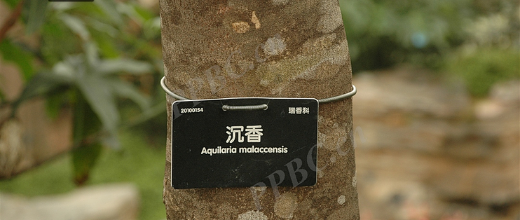 沉香集】奇楠沉香和沉香的区别_精油香薰_什么值得买