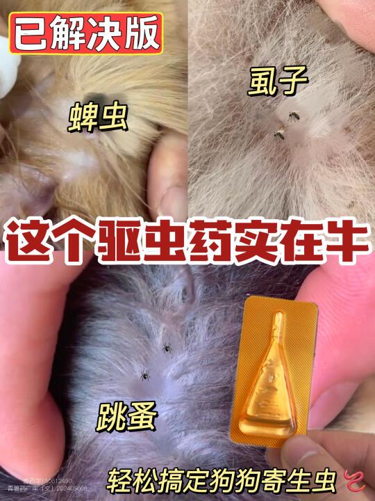 家人们，狗狗有蜱虫可怎么办⁉️已解决版‼️
