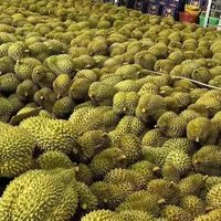 京东榴莲，品质与创新的完美融合