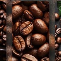 咖啡豆——从种子到杯中醇香的奇妙旅程