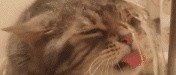 主食猫罐头推荐什么牌子？希喂、江小傲、农夫牧场猫罐头专业测评