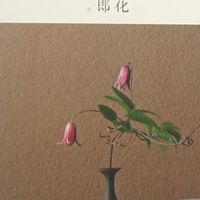 《一日一花》：插花艺术与禅意生活