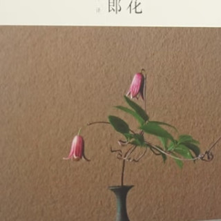 《一日一花》:插花艺术与禅意生活