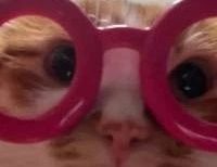 猫咪的主食罐头推荐!喵招、希喂、红狗猫罐头好不好?测评盘点