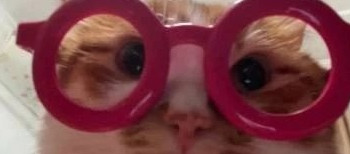 猫咪的主食罐头推荐！喵招、希喂、红狗猫罐头好不好？测评盘点