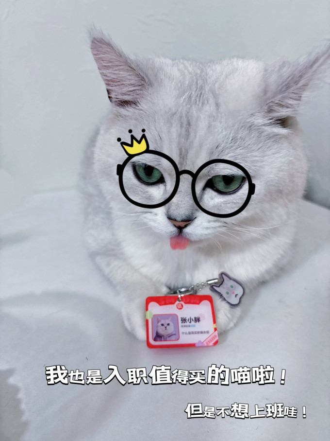 鲜朗猫咪干粮
