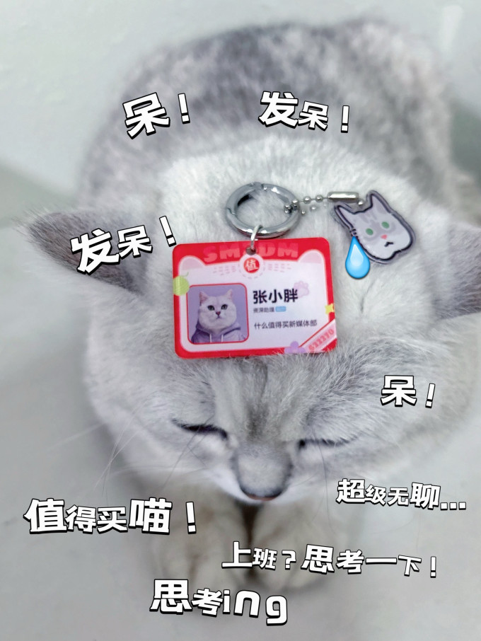 鲜朗猫咪干粮