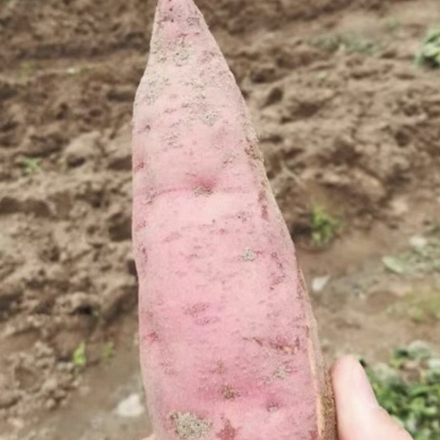 冰淇淋番薯：颠覆味觉的天然甜品，一口入夏！‌
