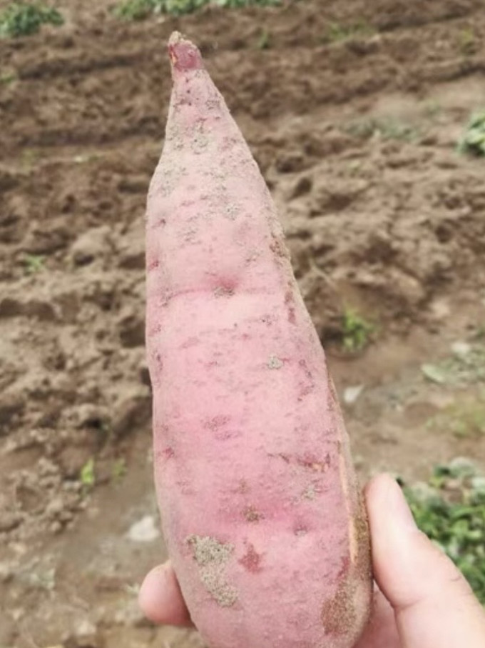 零居蔬菜