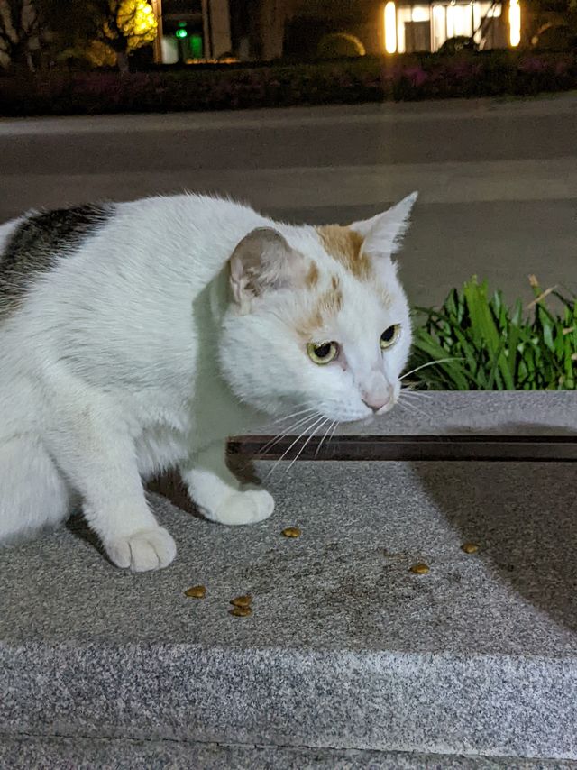买点猫粮喂喂流浪猫