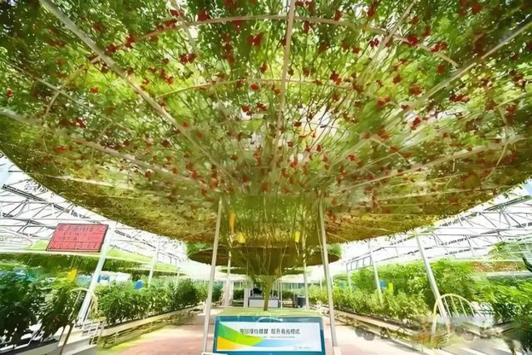 山东2米番茄树年产6000斤！普通种子如何变身“摇钱树”？
