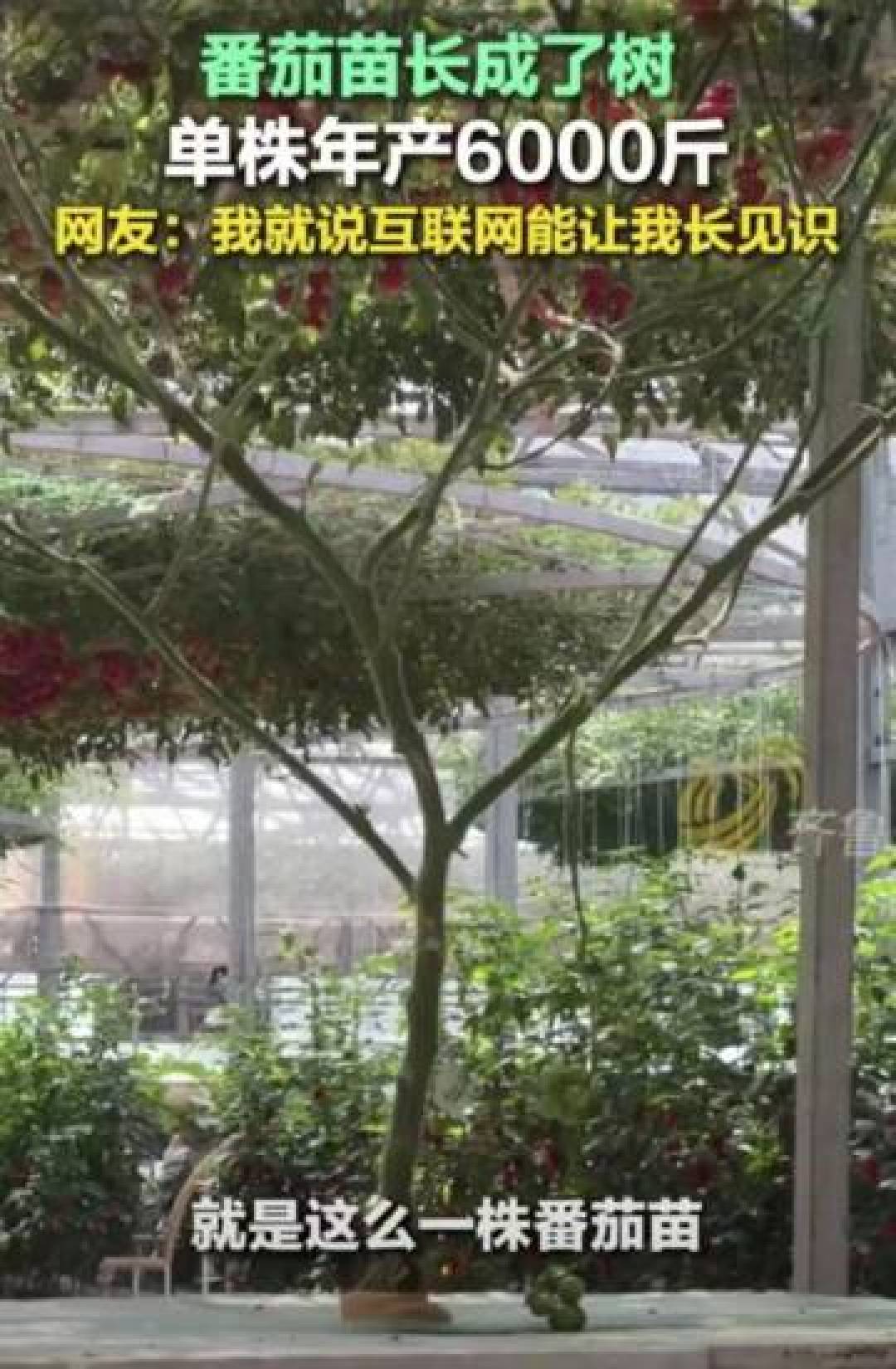 山东2米番茄树年产6000斤！普通种子如何变身“摇钱树”？