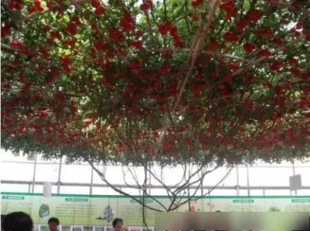 山东2米番茄树年产6000斤！普通种子如何变身“摇钱树”？