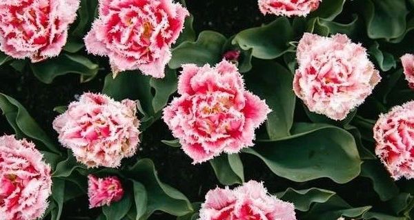 不锈钢指甲刀套装测评：家用修甲工具选择与常见问题解答