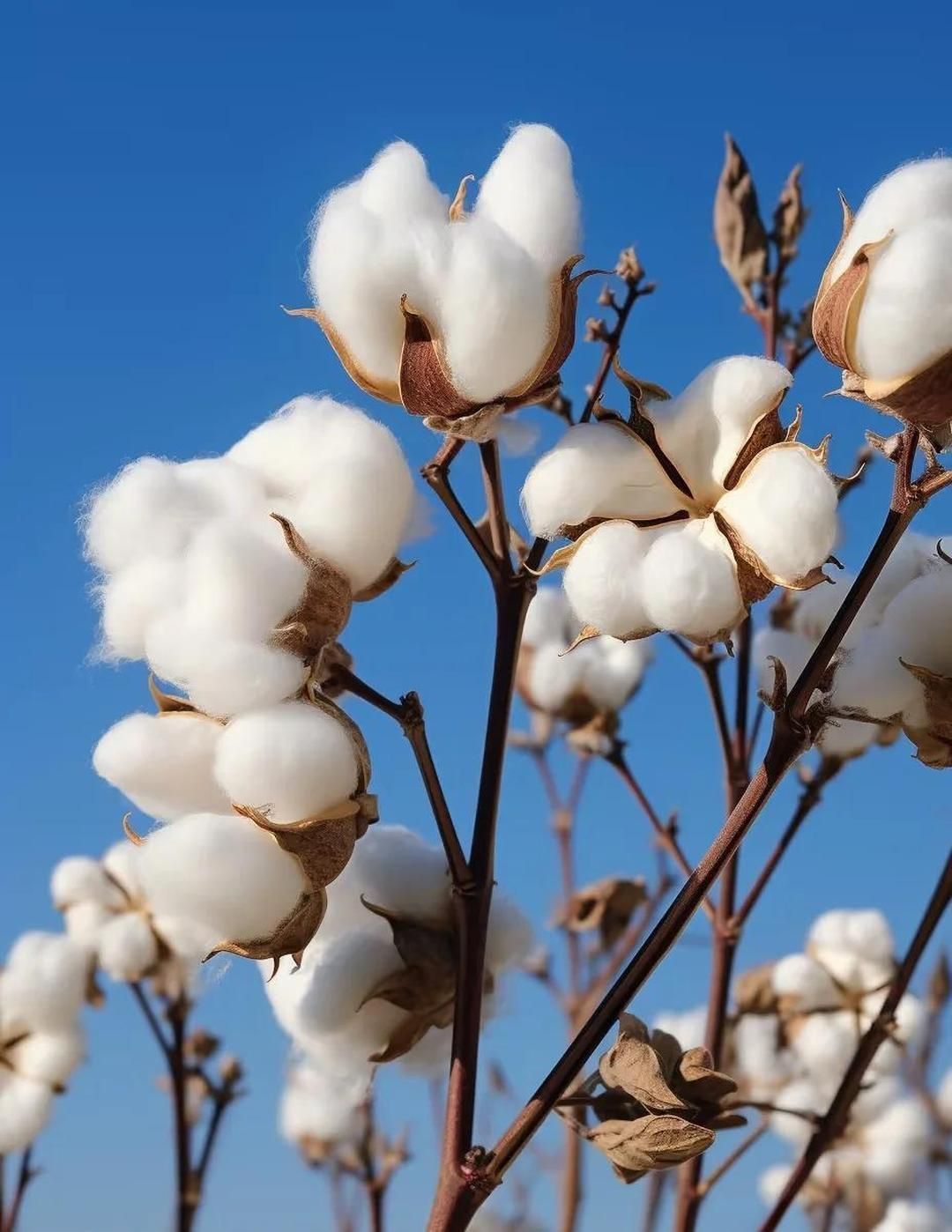 棉花:印度河文明的植物宝藏 🌱