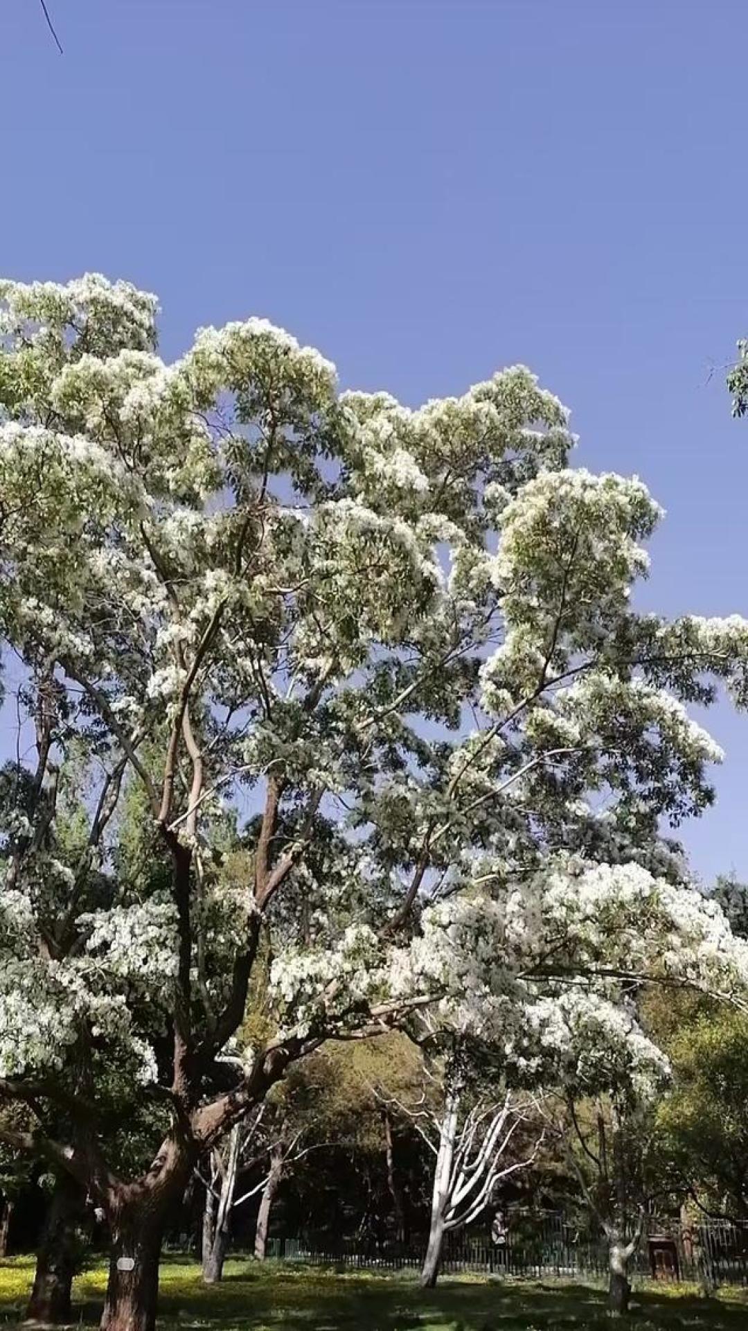 百年流苏覆雪香，陶然亭畔觅春光