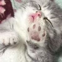 猫咪主食罐头哪个牌子好一点?猫主食罐头推荐中国品牌性价比高