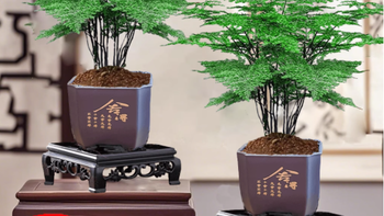 🌱绿植新宠|花伴水文竹盆栽，净化空气小能手