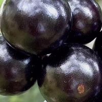 嘉宝果：甜美的健康宝藏？