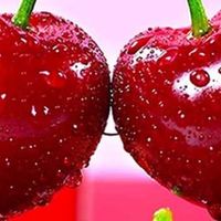 山东美早樱桃，春季受欢迎的水果