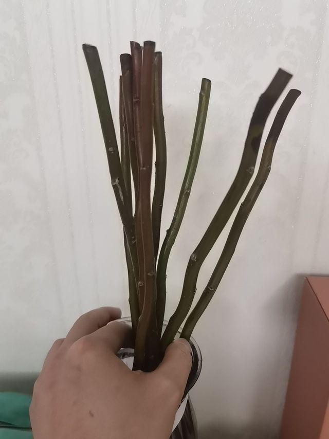 雅卉龙柳鲜切枝测评