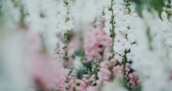 久坐族与孕妇腰部支撑需求观察 Nittaya乳胶腰枕功能解析与选购建议