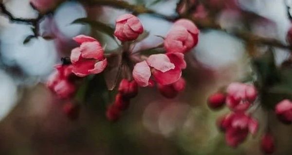 碧浪Ariel日本进口洗衣液功能实测：强效去污与多场景适用分析