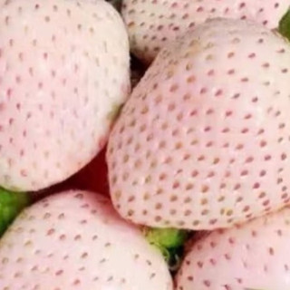 白草莓