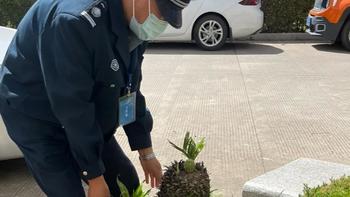 上海一保安，因“捡业主淘汰的花养”而火了，网友：给大叔涨工资