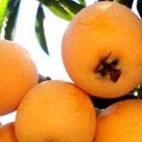 春季限定水果饮品探索：只在春天才能品尝到的独特饮品