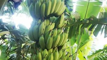 西双版纳千层蕉熟了：科技与生态共舞解锁热带甜蜜密码