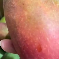 芒果的营养价值与食用建议