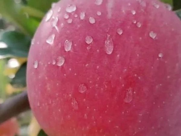 阿克苏苹果怎么管理才会又大又甜！？